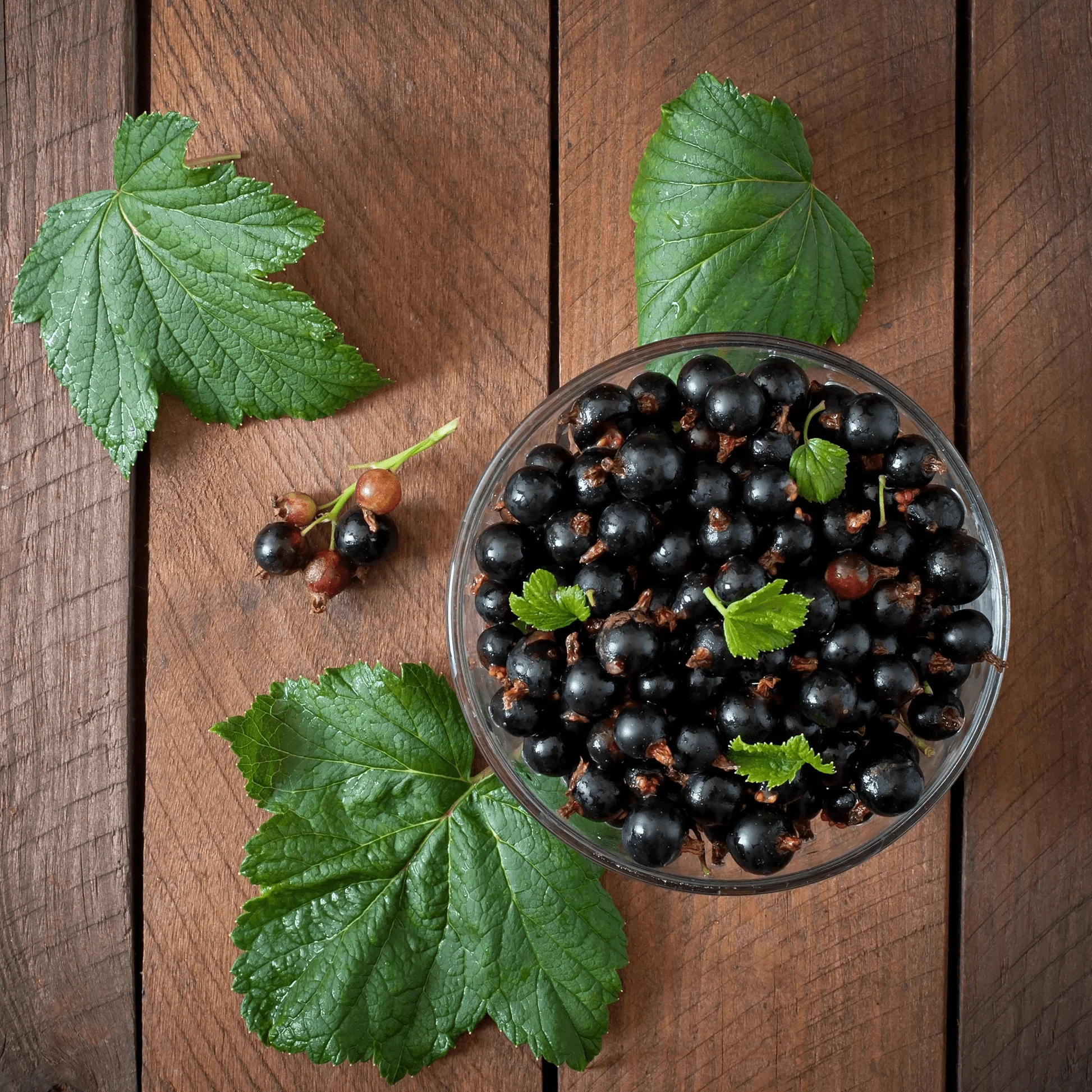 Coacaz negru productiv – Ribes nigrum 'Ben Nevis’ (cultura biologica)