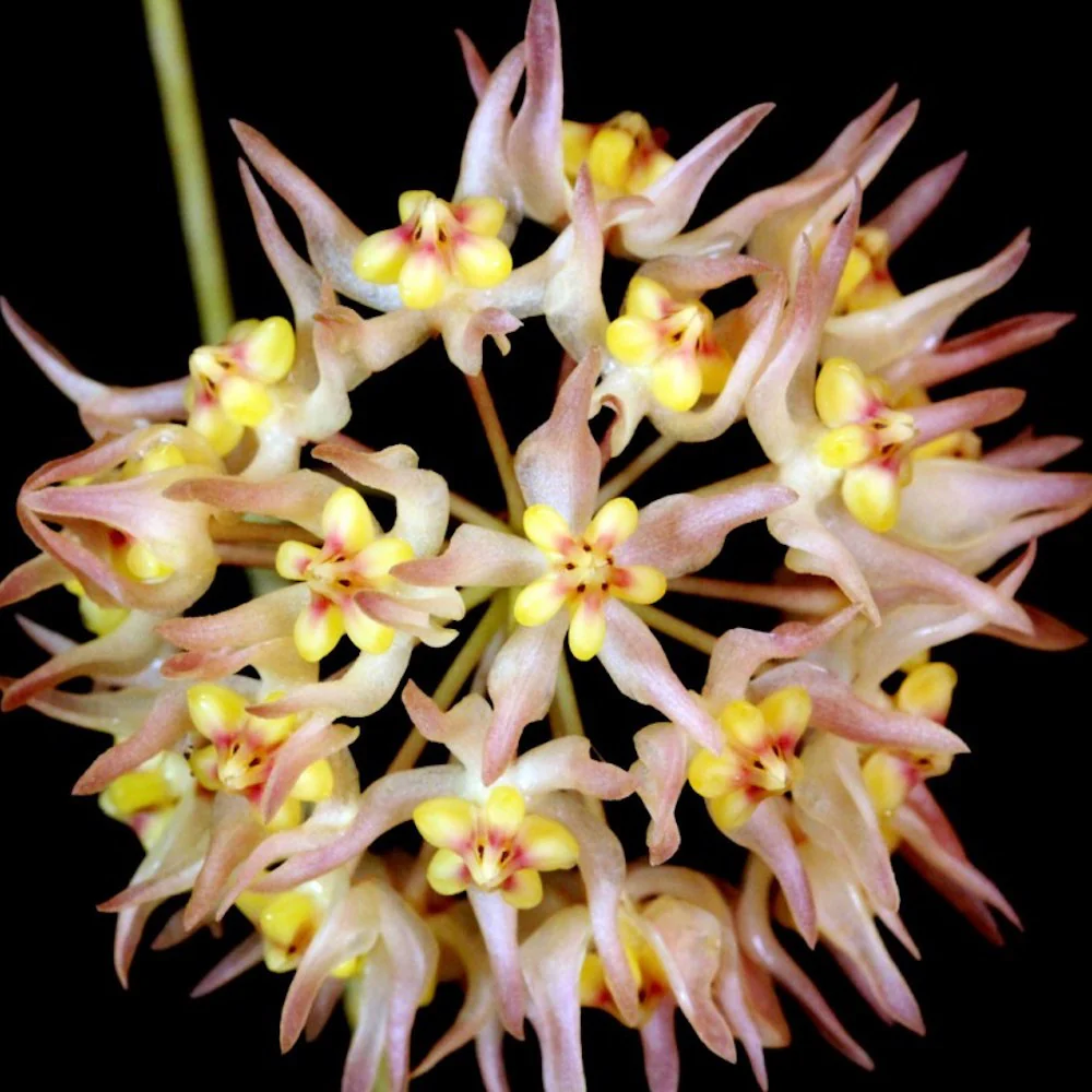 Hoya ruthiae (Hoya sp. UT-168)