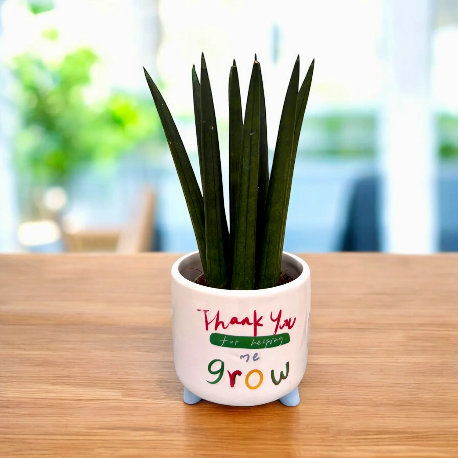 Sansevieria cylindrica straight