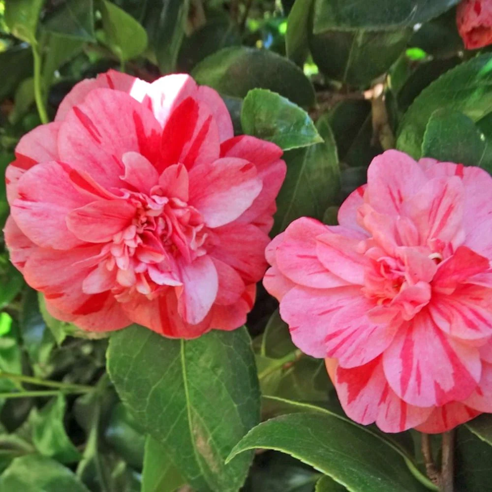 Camellia japonica 'Nishiki Kirin’ – floarea dubla (rezistenta la inghet)