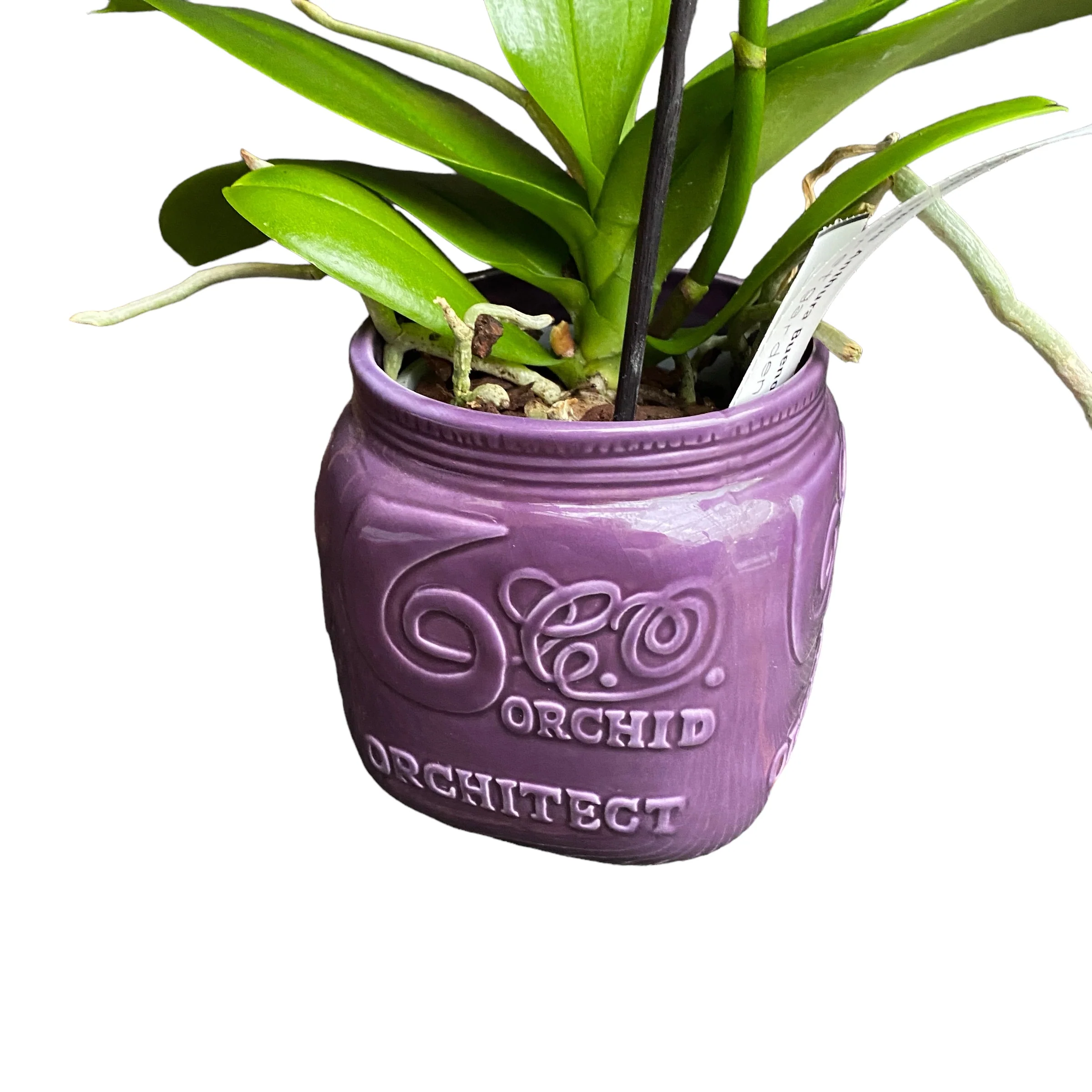 Vas decorativ din ceramica Orchitect Purple D9
