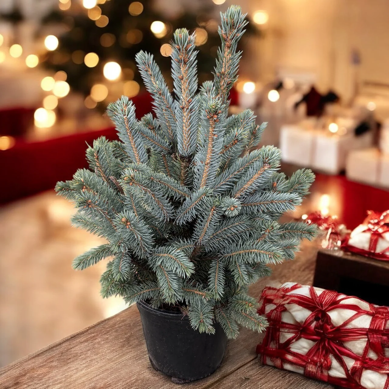 Brad argintiu in ghiveci – Picea pungens 'Super Blue’ H60-70 cm