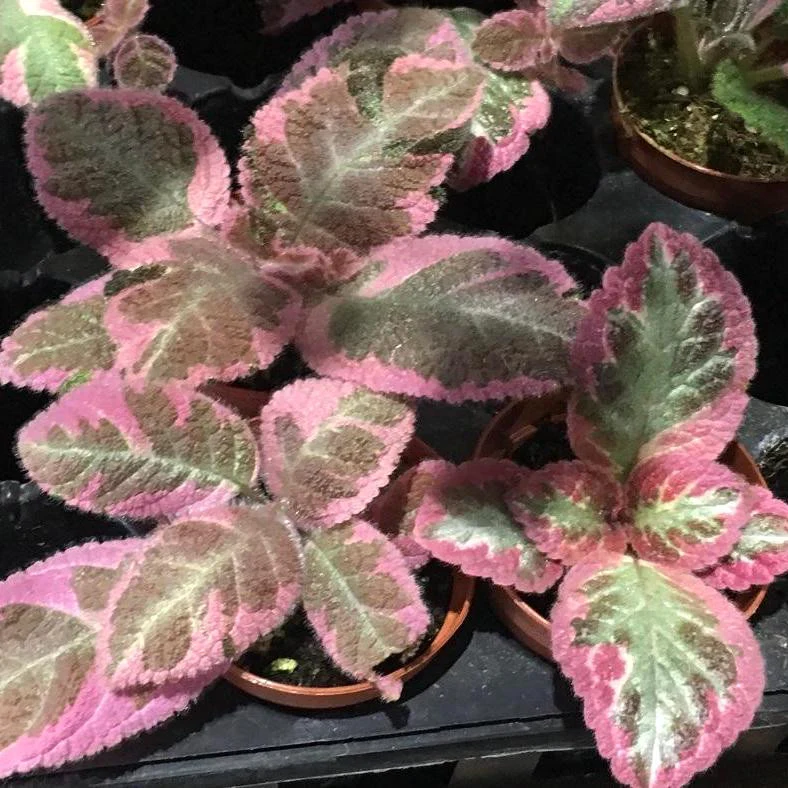 Episcia 'Pink Smoke’