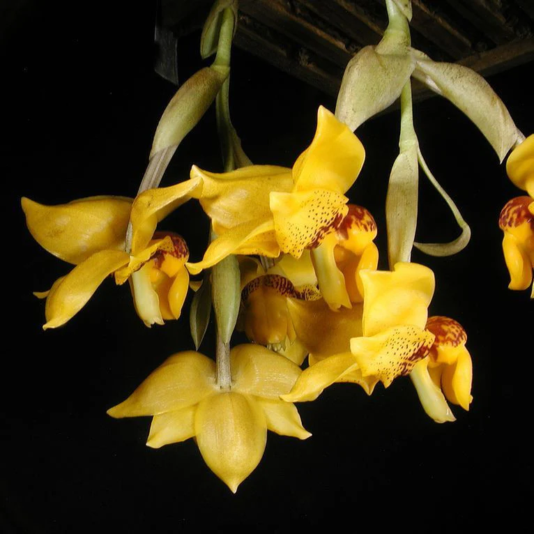 Stanhopea Connata