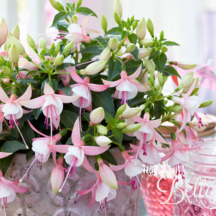 Fuchsia Bella 'Sophia’ (cercelusi la ghiveci)