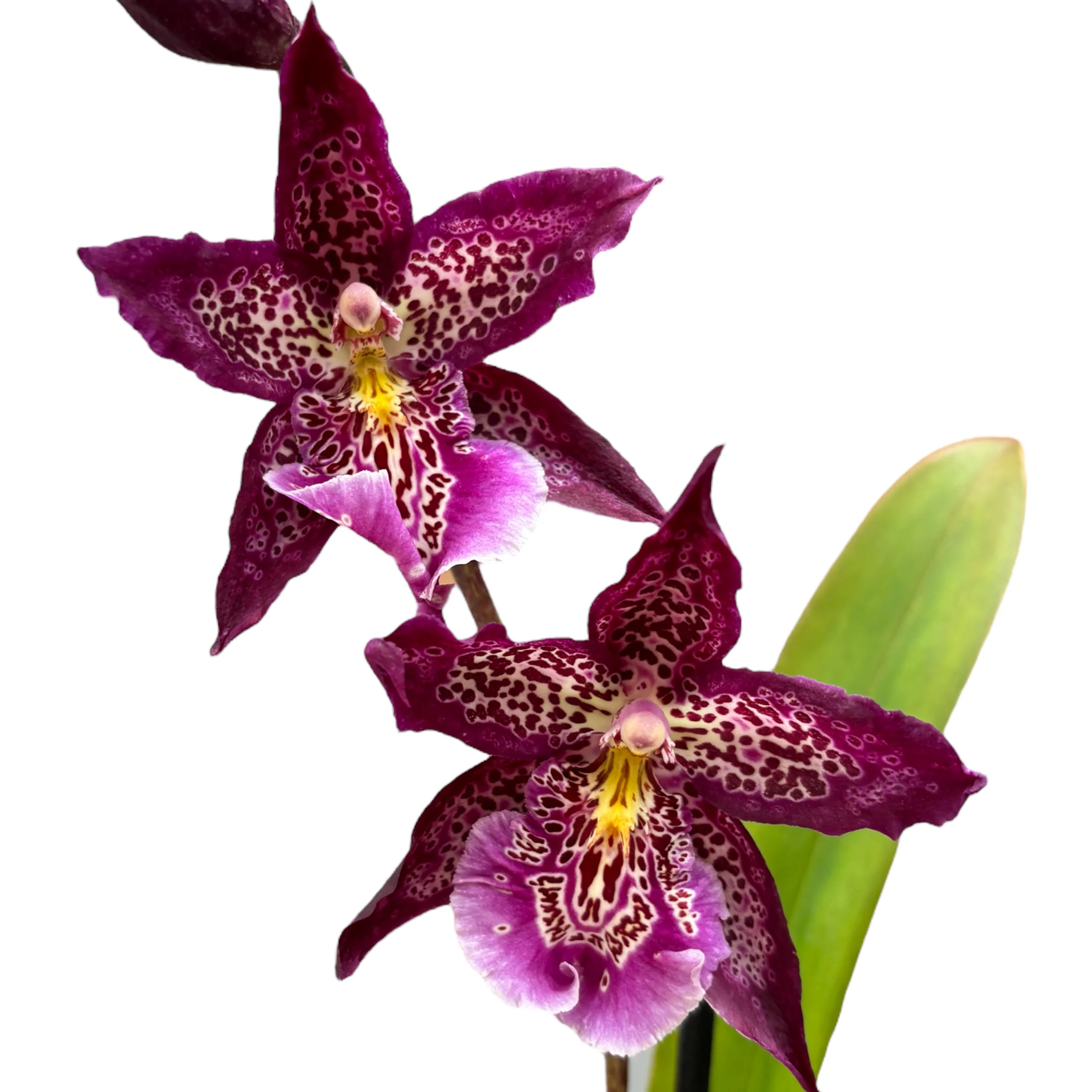 Beallara Marfitch 'Howards Dream’