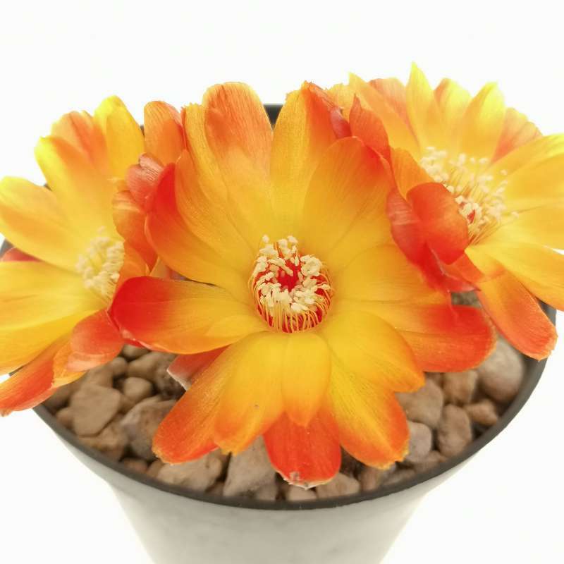 Sulcorebutia Canigueralii