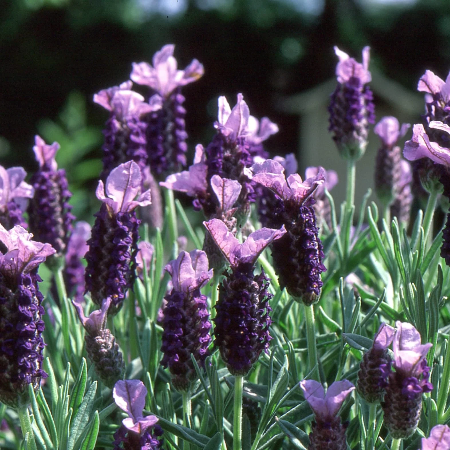 Lavanda in ghiveci – Lavandula stoechas (Lavanda spaniola, Levantica franceza)