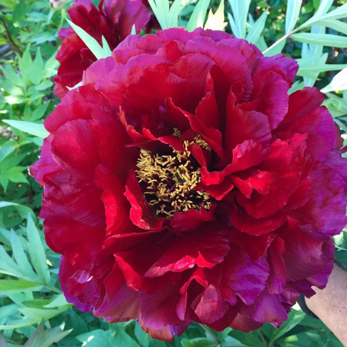Paeonia suffruticosa 'Mo Run Jue Lun’ – bujor arbustiv cu floare dubla