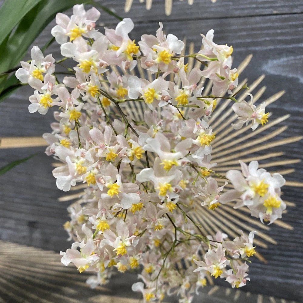 Oncidium Tsiku Marguerite 'Chian-Tzy Dragon #1′ (Twinkle) – flori intens parfumate