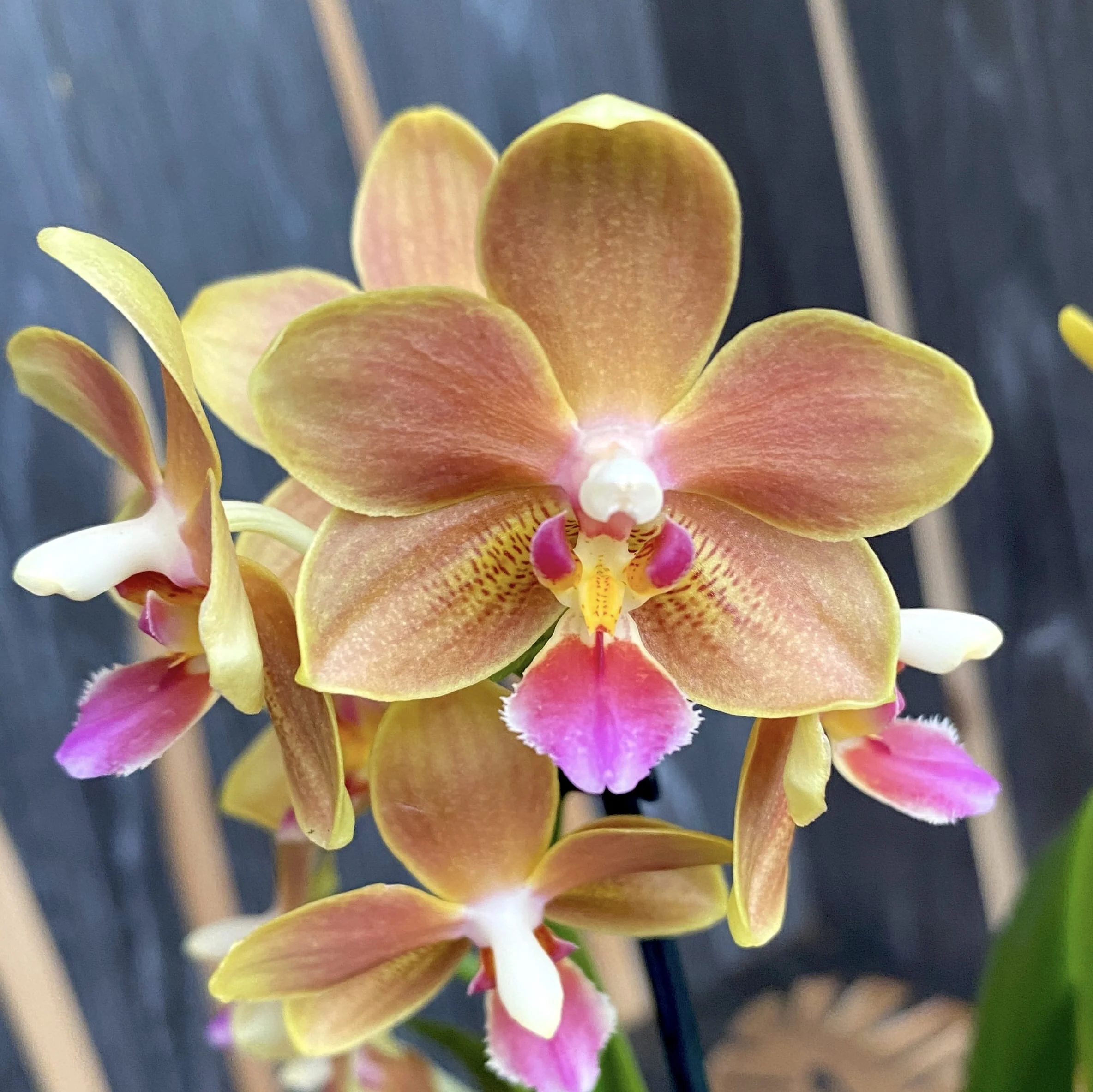 Phalaenopsis Hidden Nature – parfumata