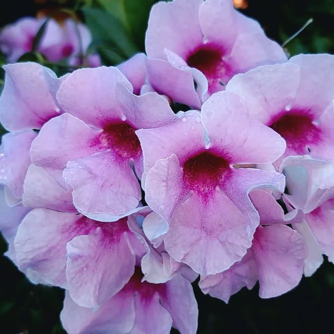 Pandorea jasminoides – flori parfumate (2 plante/ghiveci) – Exemplare XL