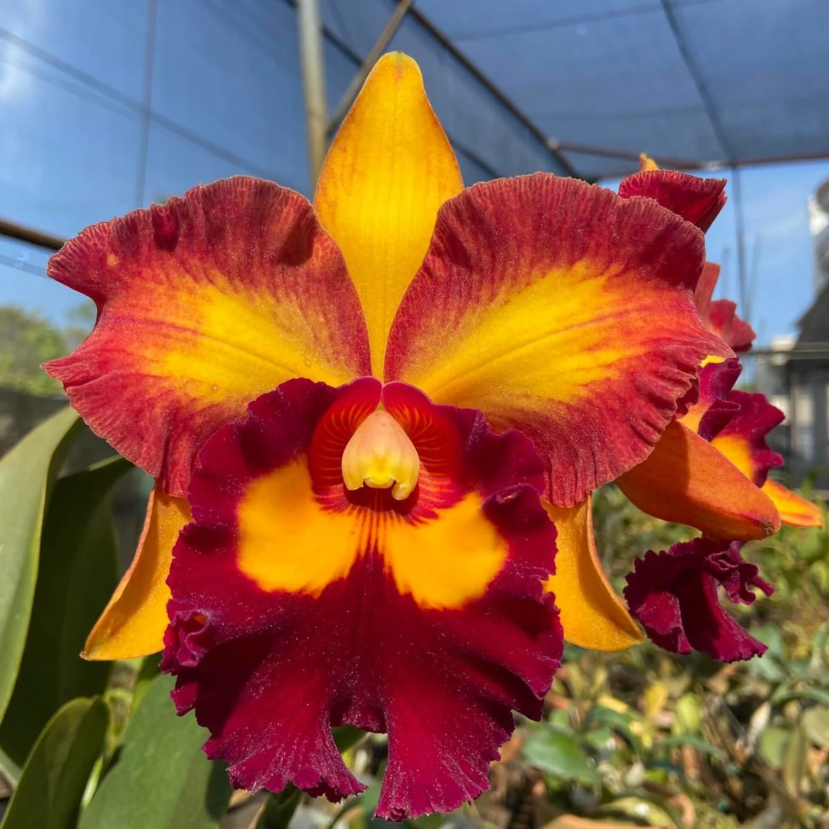 Rlc. Hsinying Joy 'Chief Wilson’