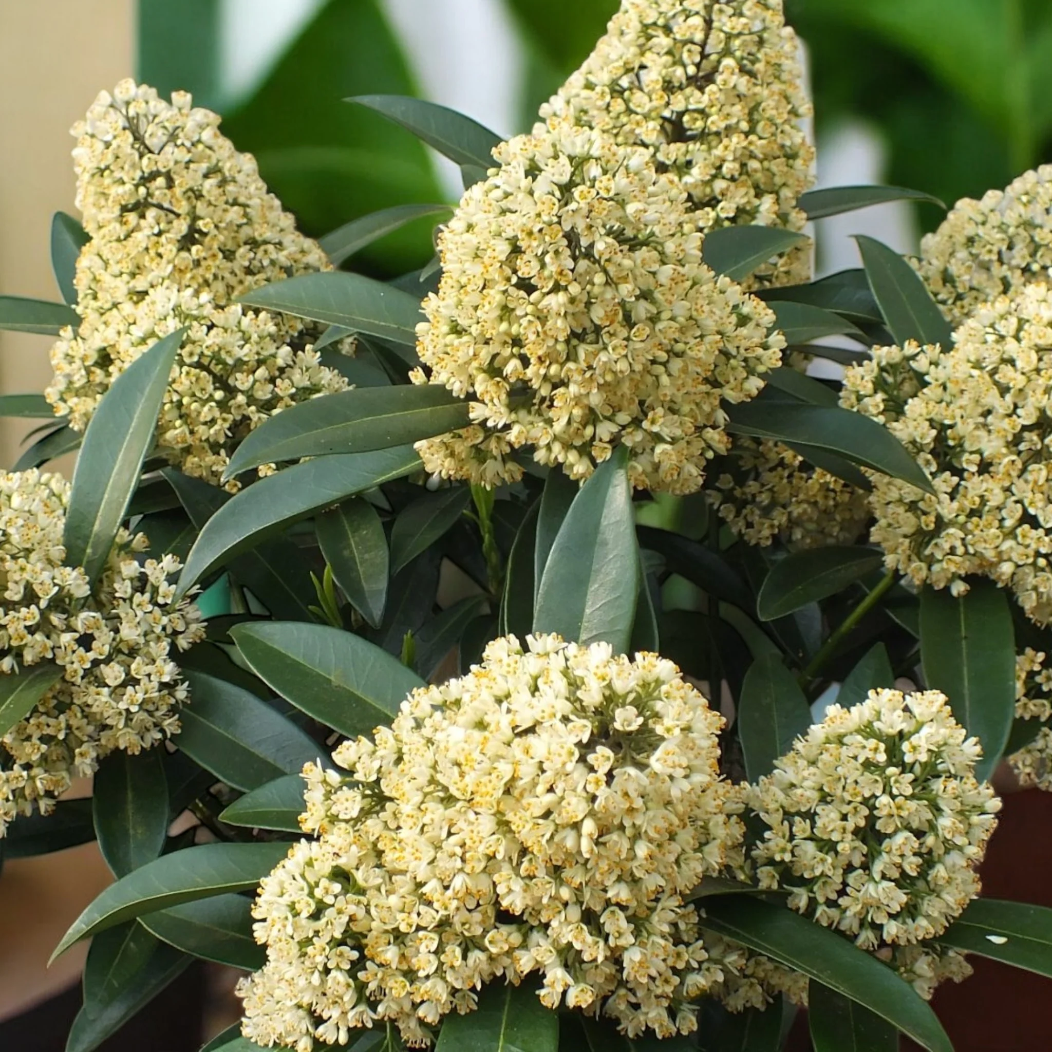 Skimmia japonica ‘Theresa’ (liliac japonez) 3pp – flori parfumate