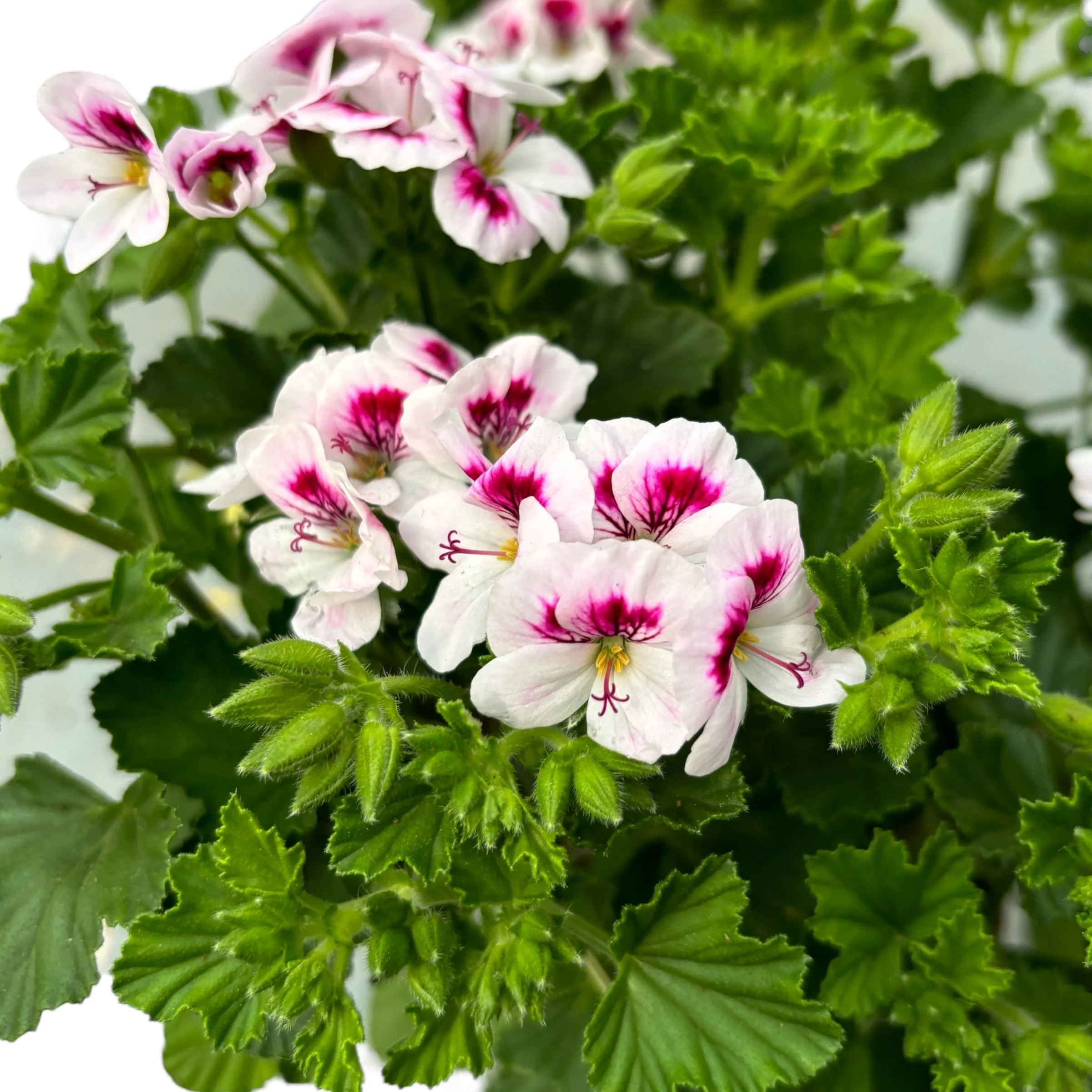 Muscate antitantari parfumate – Pelargonium 'Lizzy’ (Anti-Mosquito)