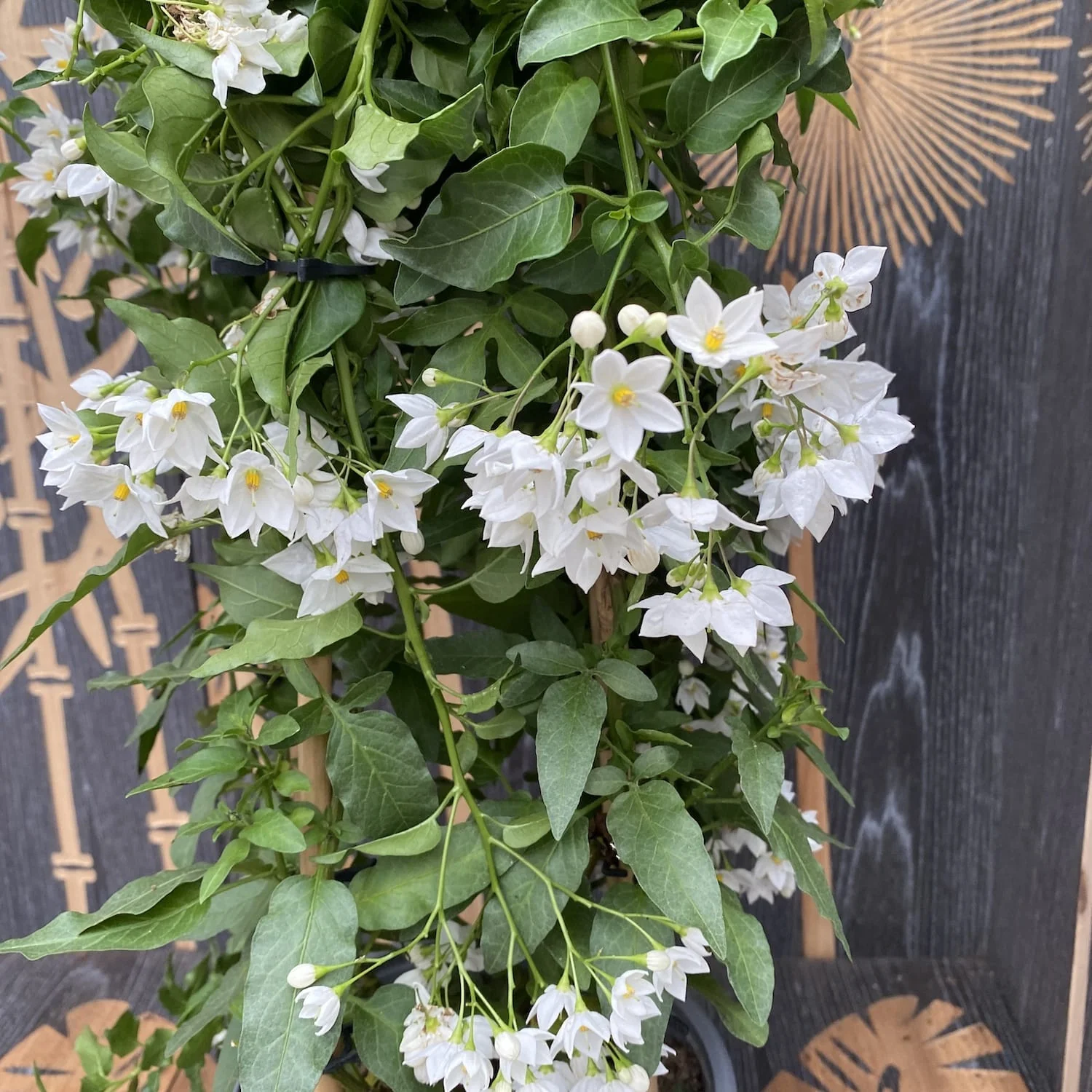 Solanum Jasminoides (iasomie cataratoare) – exemplare XXL
