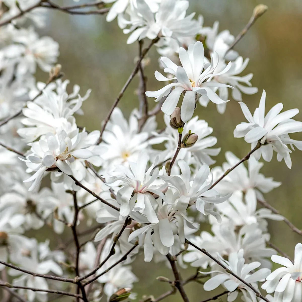 Magnolia stellata – flori puternic parfumate