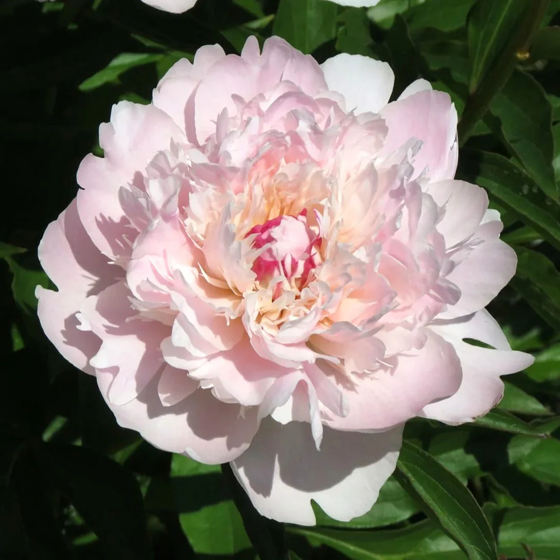 Bujori de gradina parfumati – Paeonia lactiflora 'Peche’