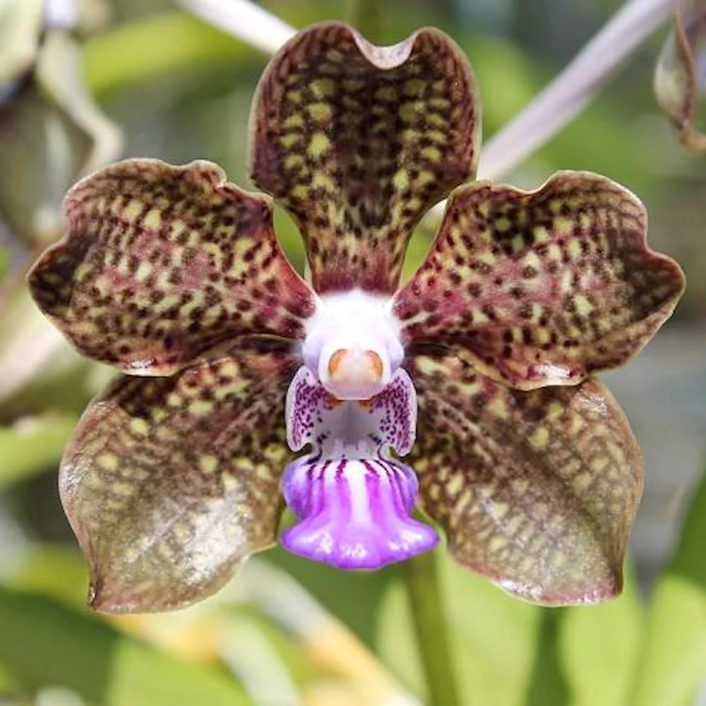 Pda. Mimi Palmer (Pda. Tan Chay Yan × V. tessellata) parfumata