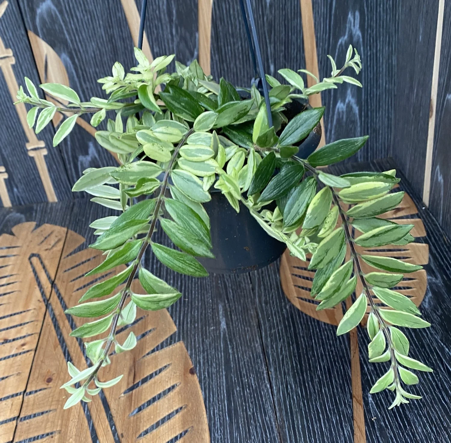 Aeschynanthus lobbianus variegat (Lipstick plant) – exemplare XL