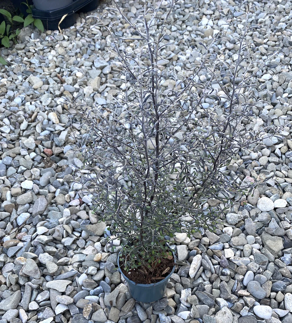 Corokia virgata 'Maori Silver’