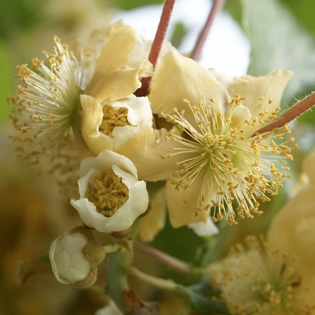 Kiwi – Actinidia deliciosa 'Atlas’ (mascul polenizator)