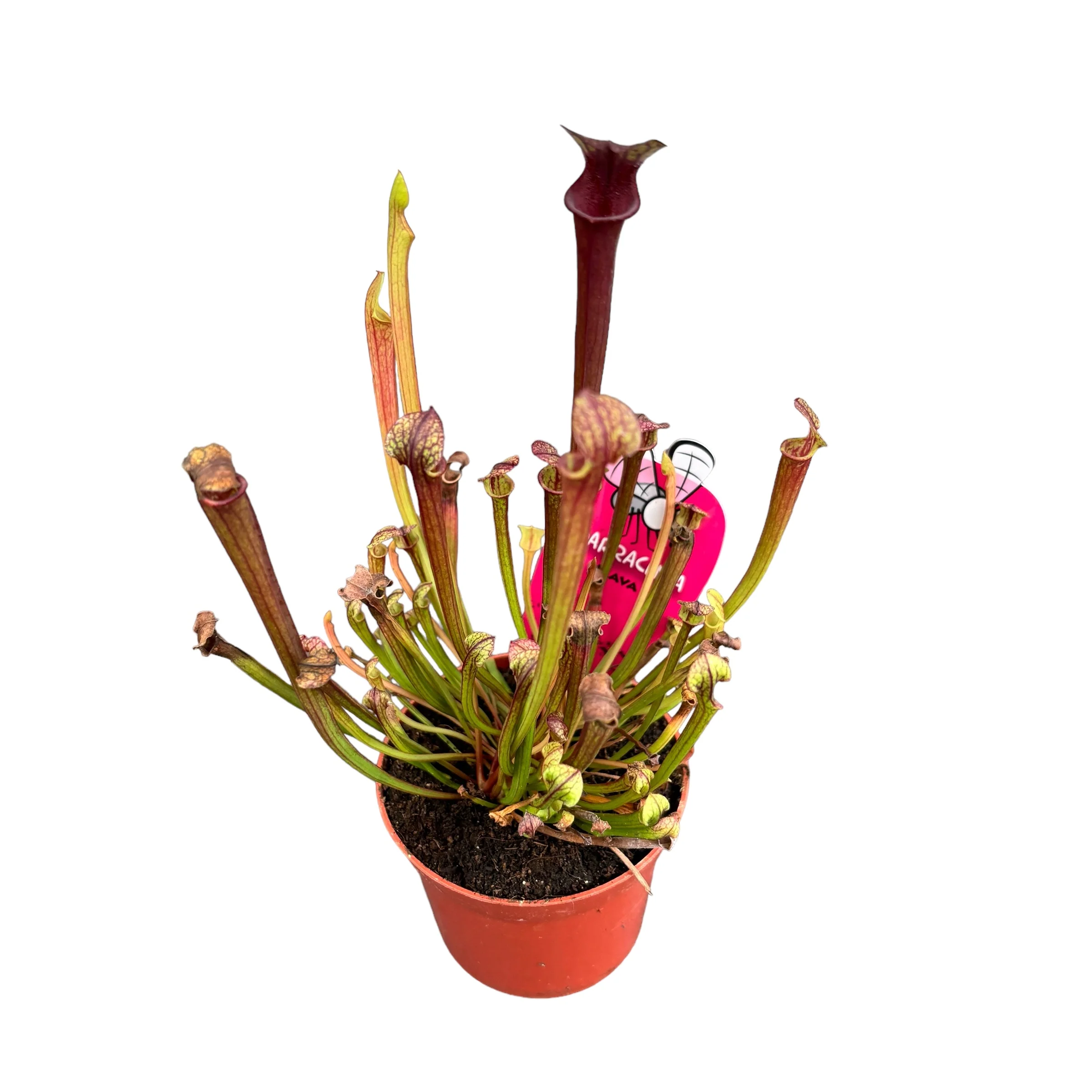 Sarracenia Flava – planta ulcior