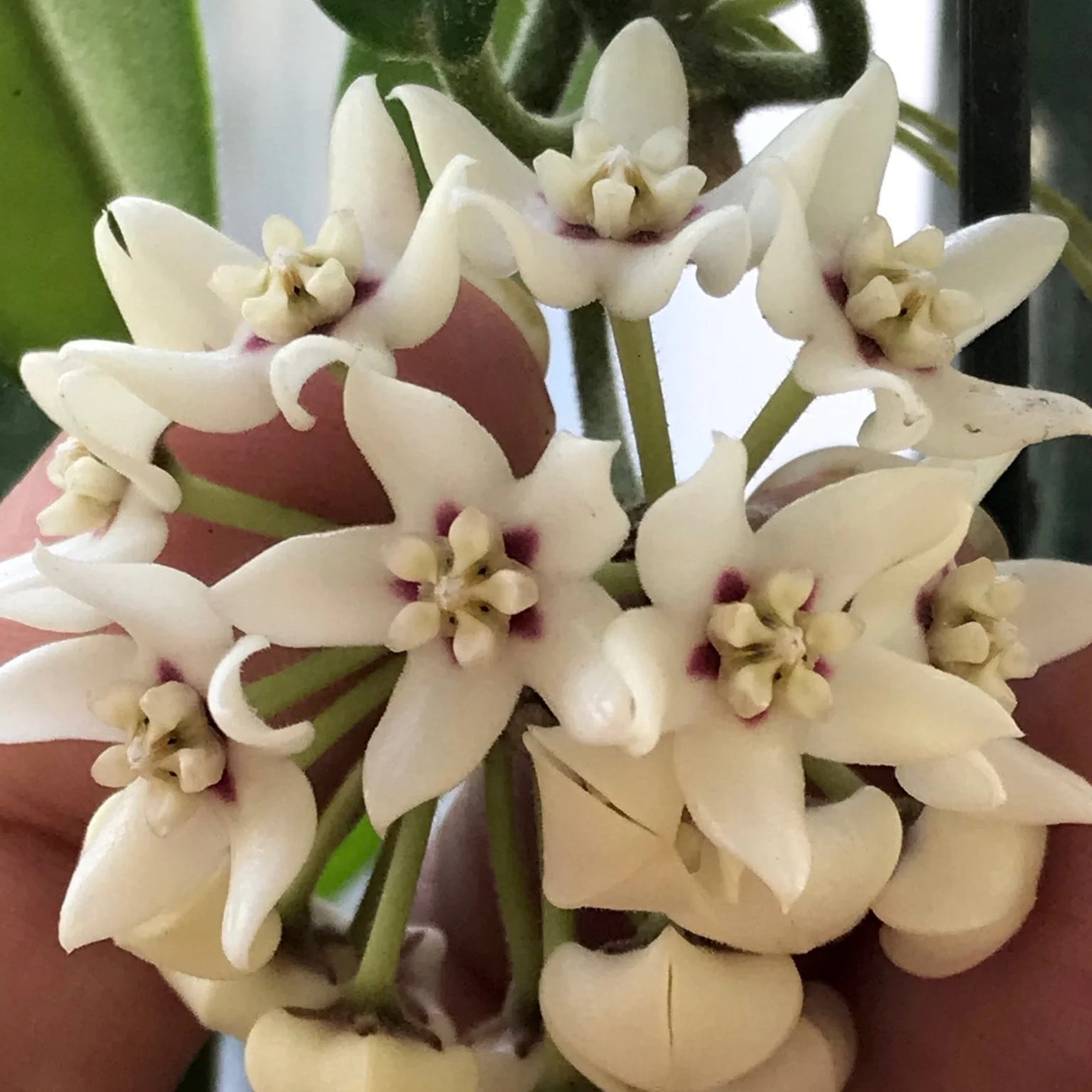 Hoya australis subsp. sanae D12