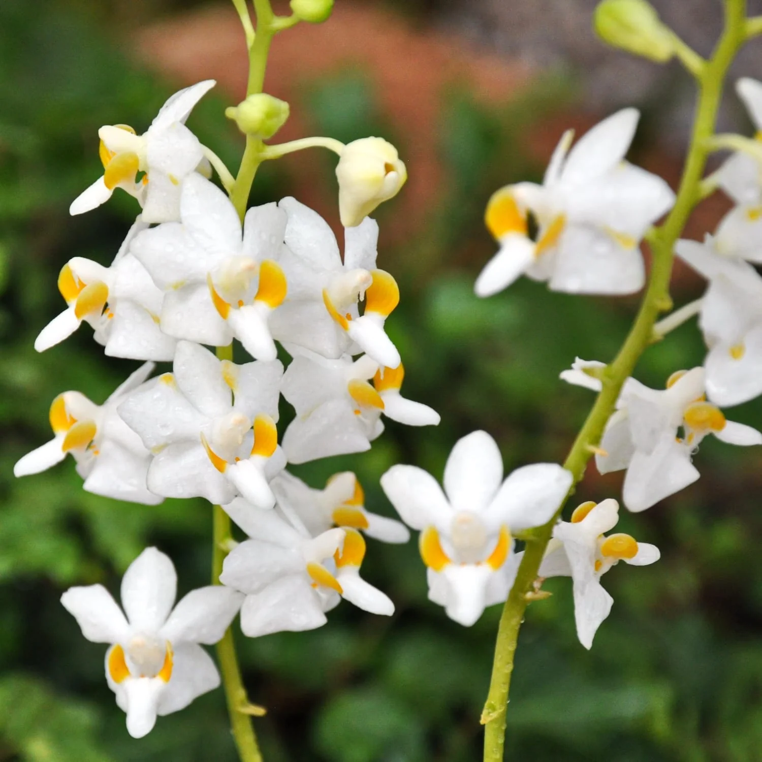 Doritis pulcherrima alba (2 plante/ghiveci)