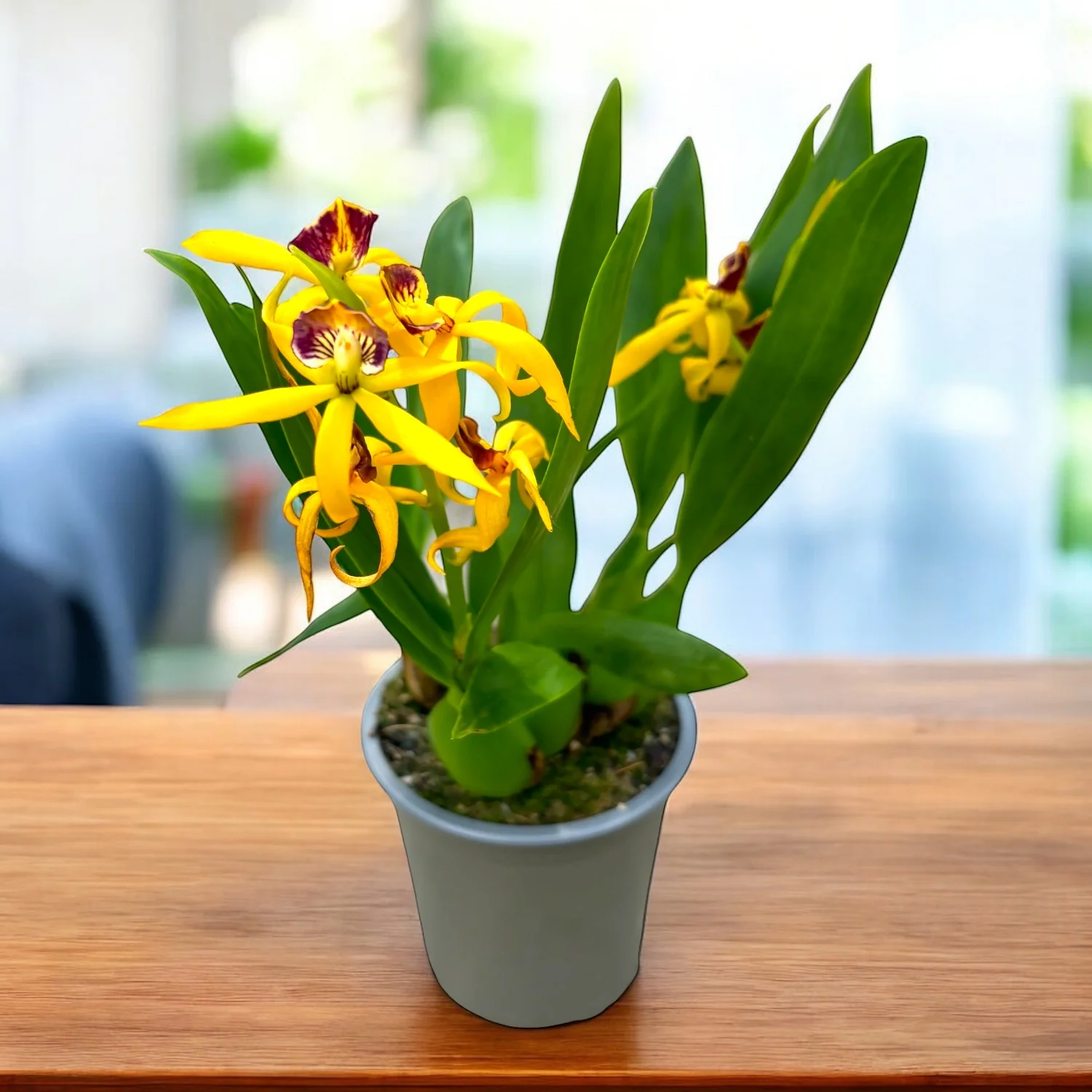 Prosthechea (Encyclia) cochleata var. cochleata – parfumata