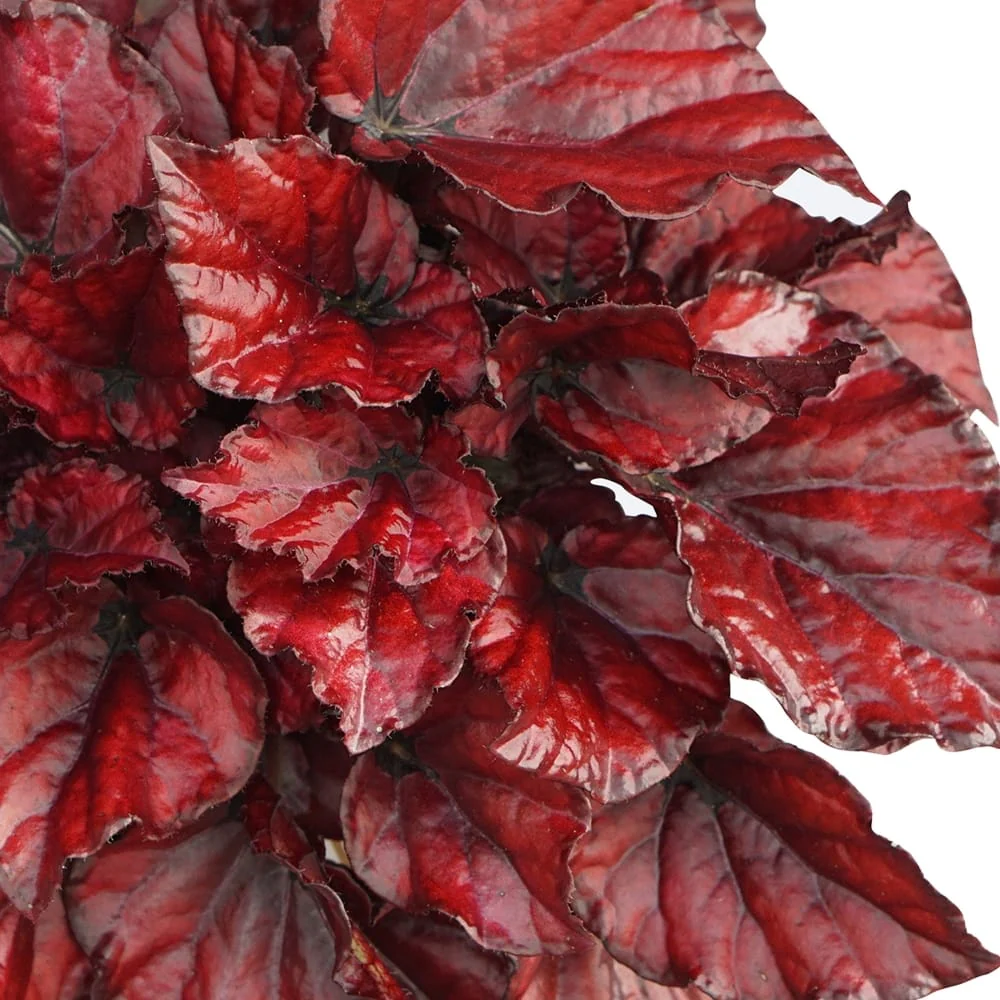 Begonia Red Bull *babyplant