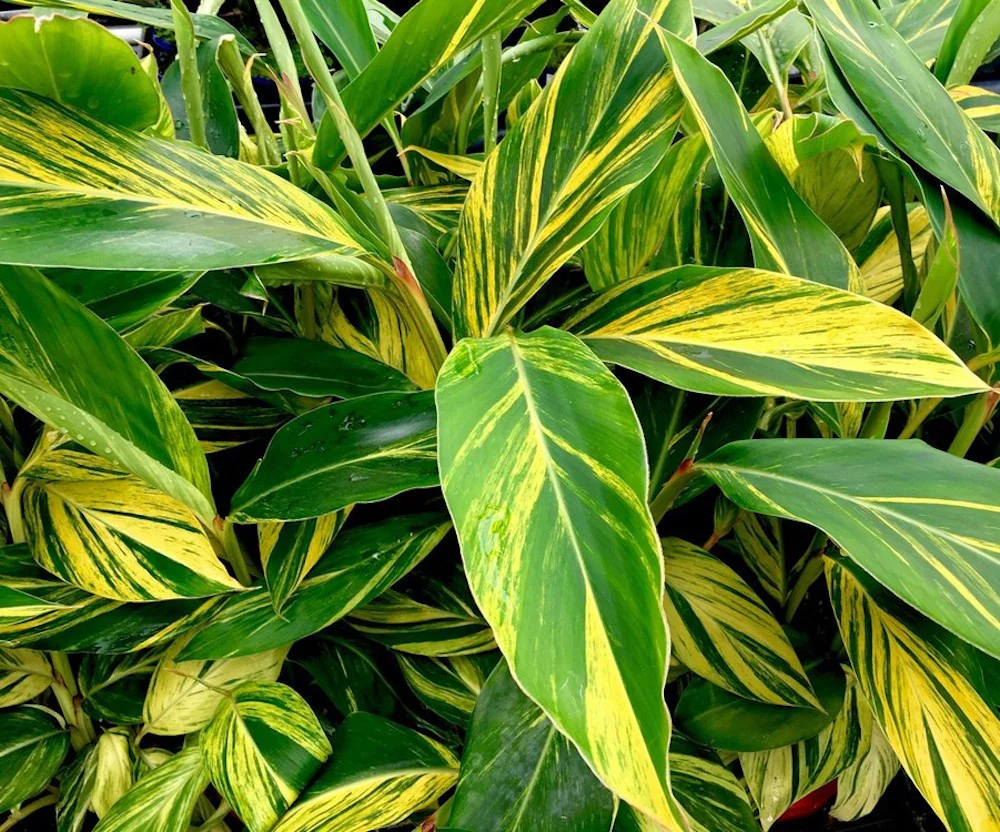 Alpinia zerumbet variegata – flori parfumate