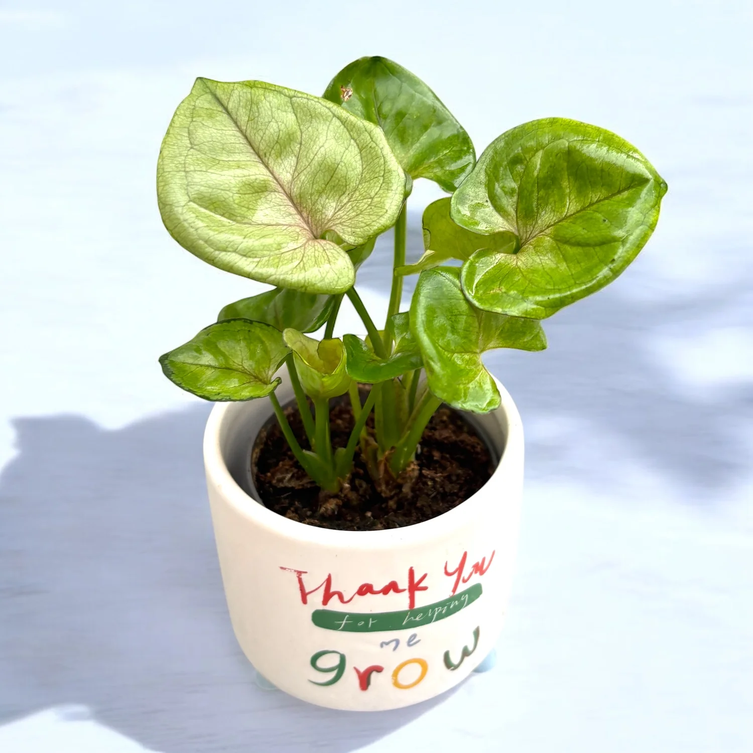 Syngonium podophyllum ‘Roxana’ – babyplant