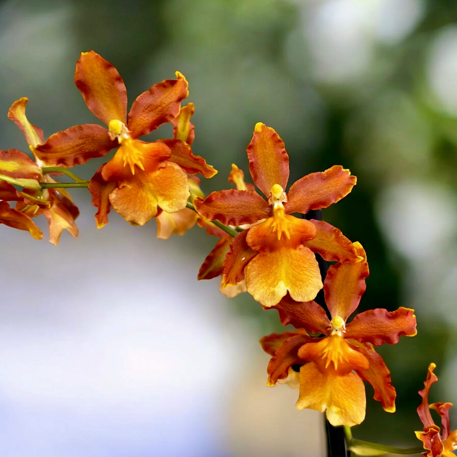 Oncidium Catatante 'Pacific Sunspot’