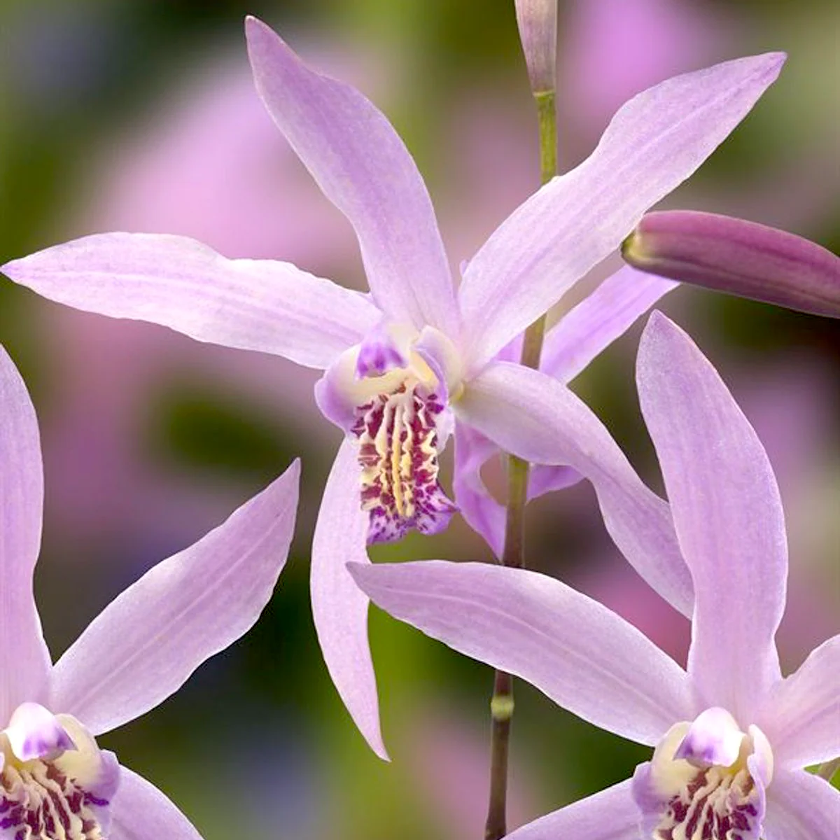 Bletilla ochracea 'Rickey’ – Orhidee de gradina