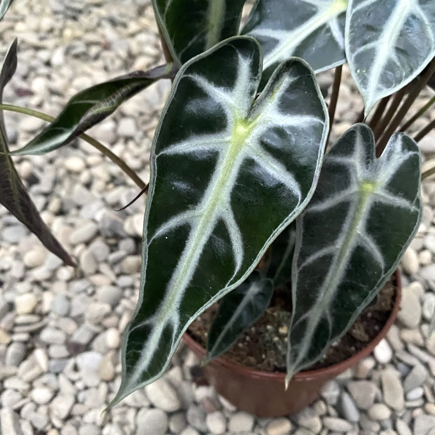 Alocasia 'Bambino Arrow’ (2 plante/ghiveci)