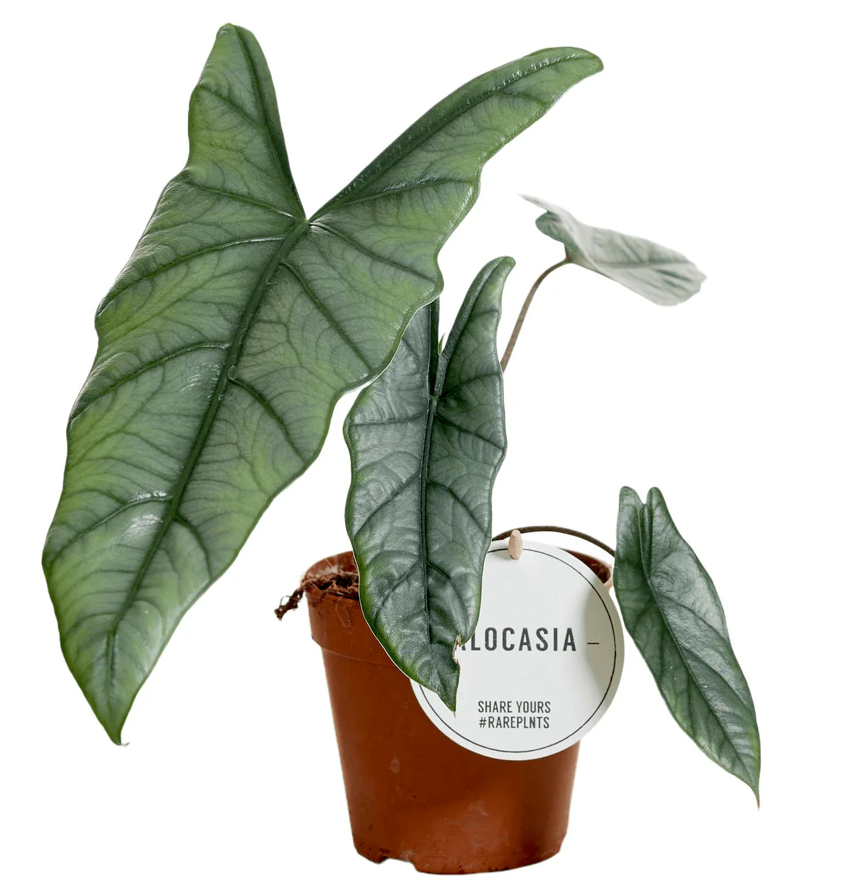 Alocasia heterophylla 'Silver’