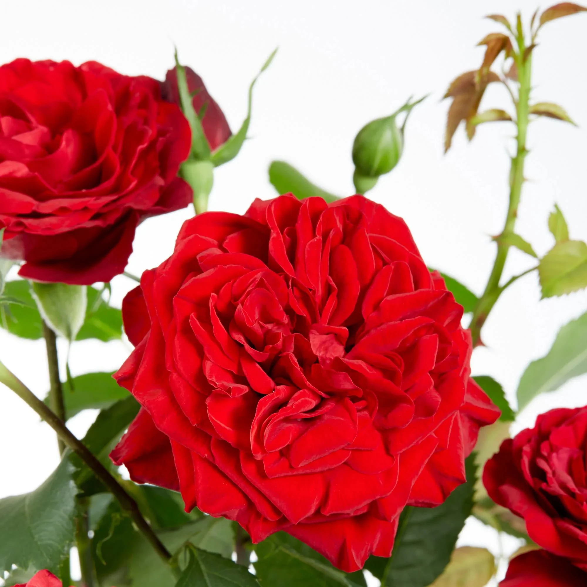 Rosa ‘Crazy in Love’® Red – Trandafir floribunda rosu, catarator, parfumat