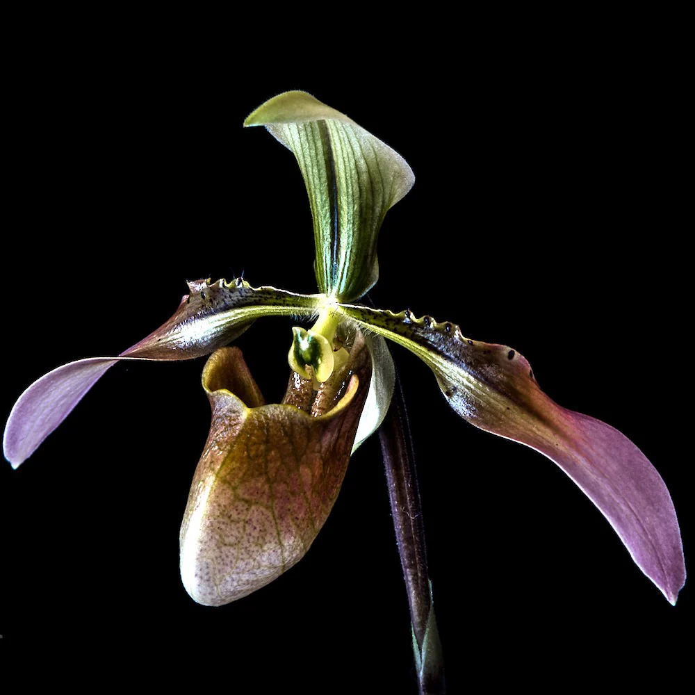 Paphiopedilum appletonianum (syn. Paph. wolterianum)