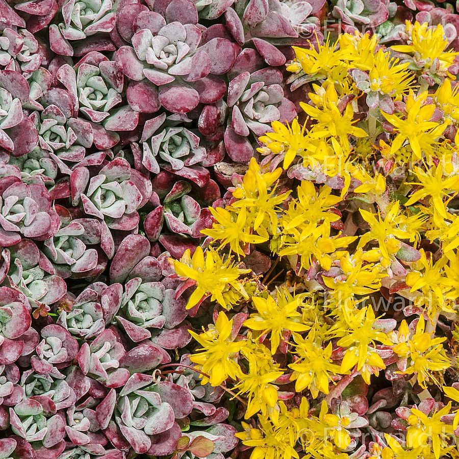 Sedum spathulifolium 'Purpureum’ – Suculenta taratoare cu frunze purpurii si flori galbene, perfecta pentru rocarii si borduri insorite