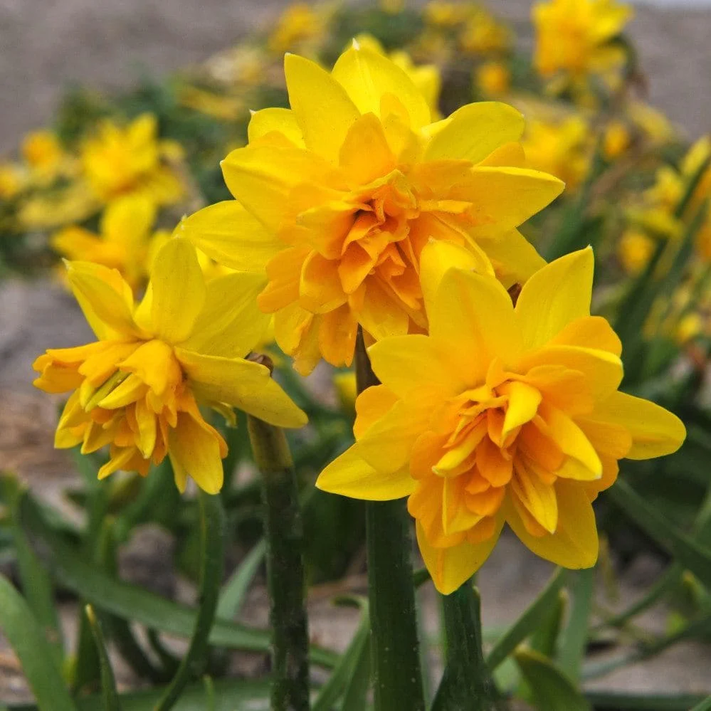 Narcise cu floare galbena dubla – Narcissus 'Tete Boucle’
