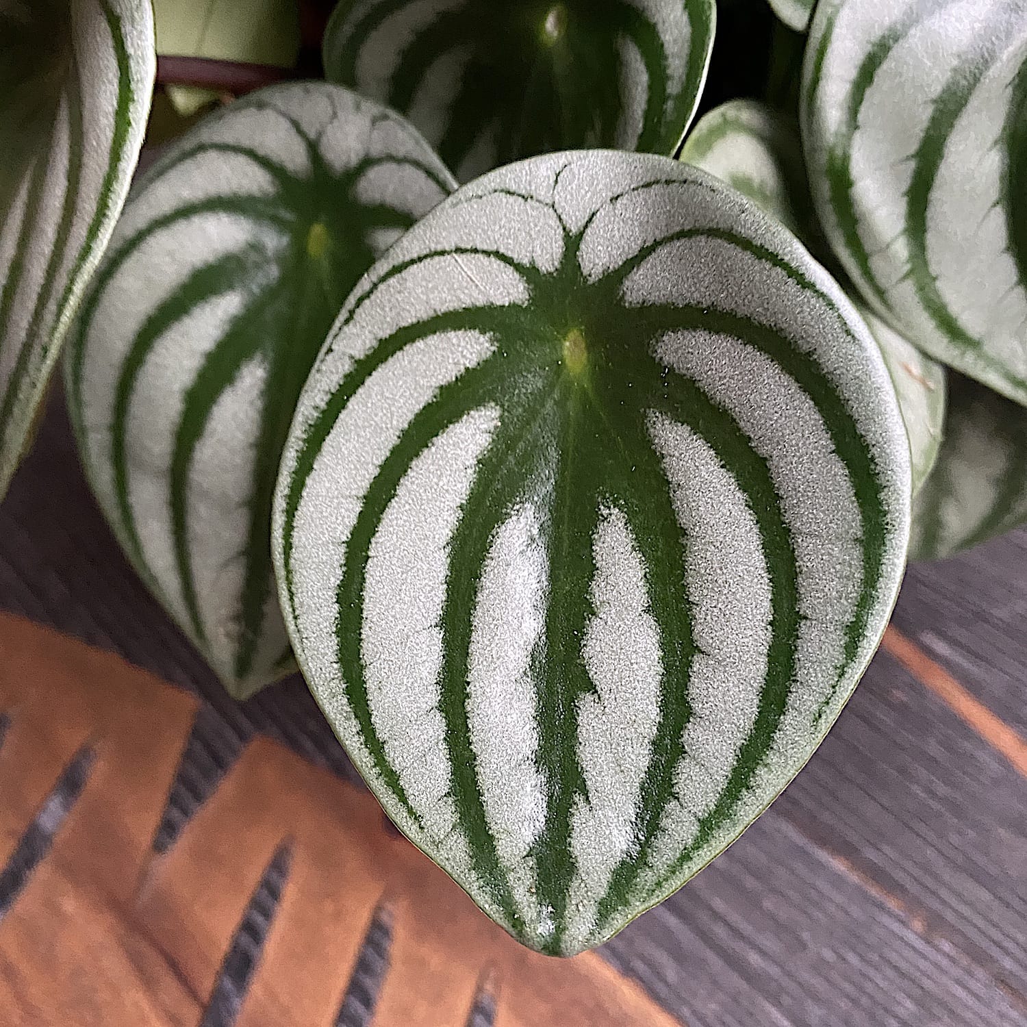 Peperomia Argyreia (watermelon) D15