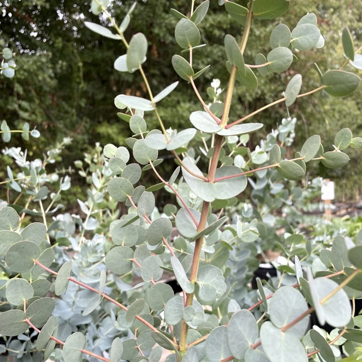 Eucalipt – Eucalyptus urnigera (Urn Tree)
