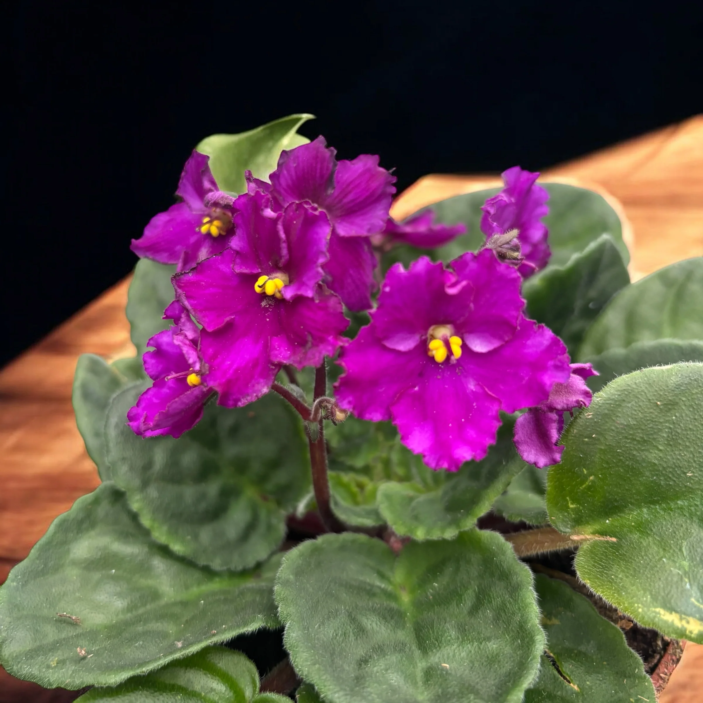 Saintpaulia – violete crete ciclam