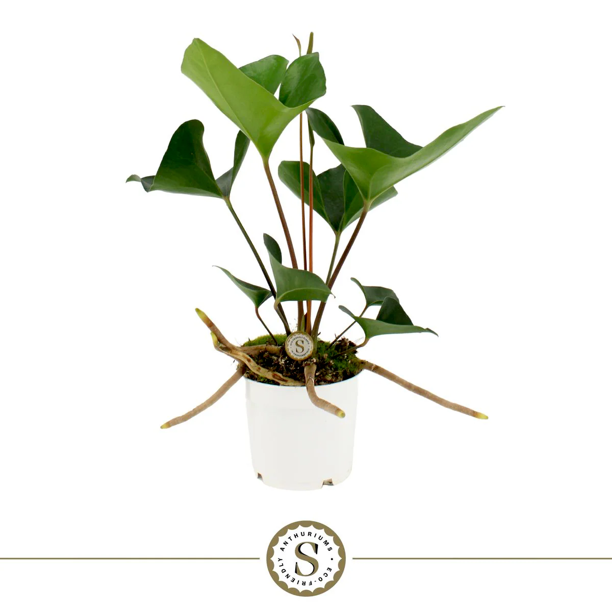 Anthurium 'Arrow’