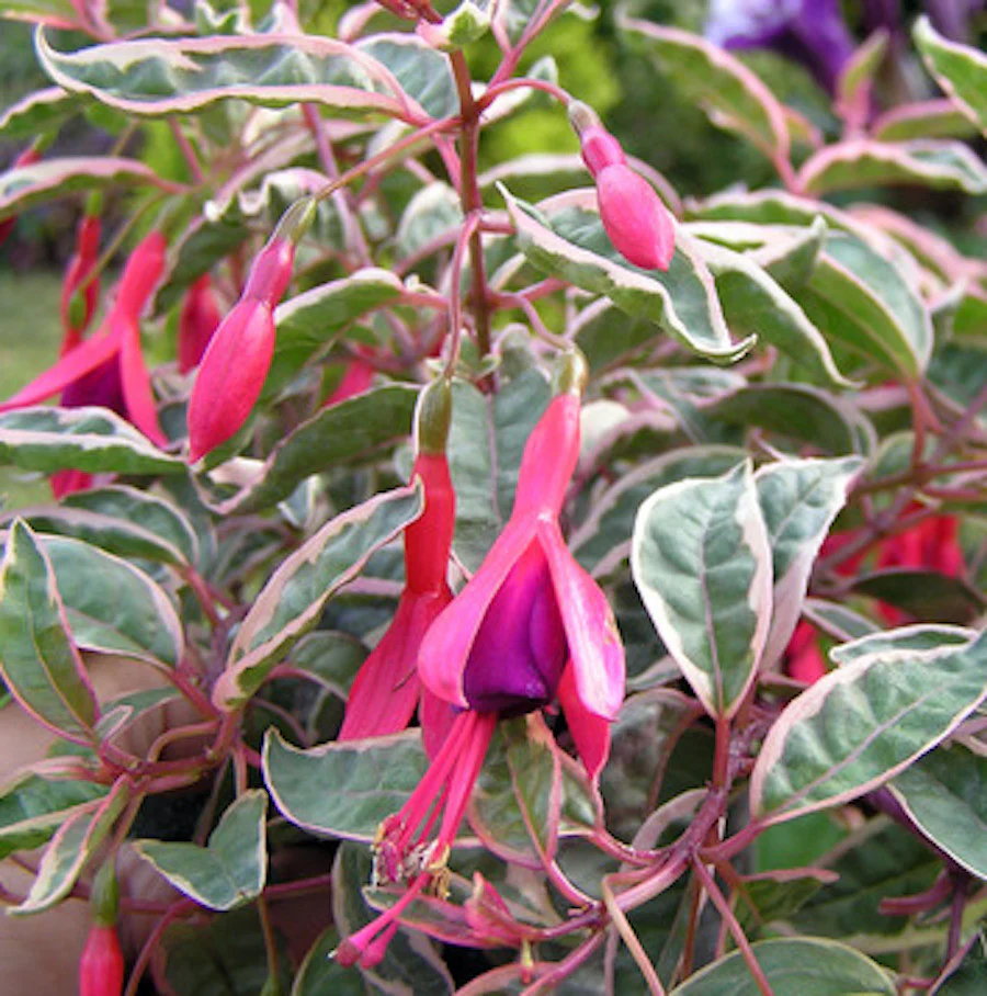 Fuchsia magellanica Versicolor – cercelusi de gradina