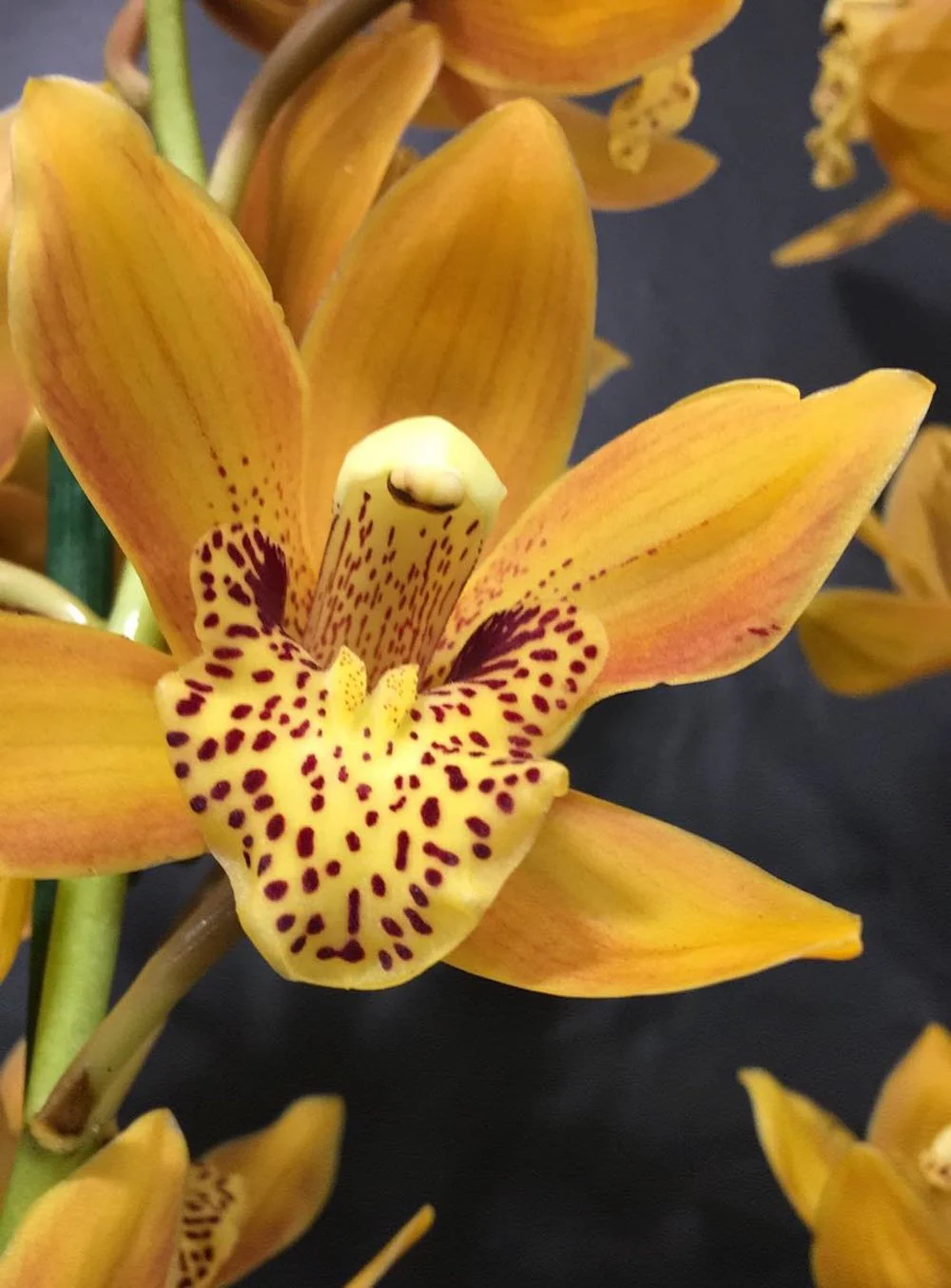 Orhidee Cymbidium Cora portocaliu – parfumat