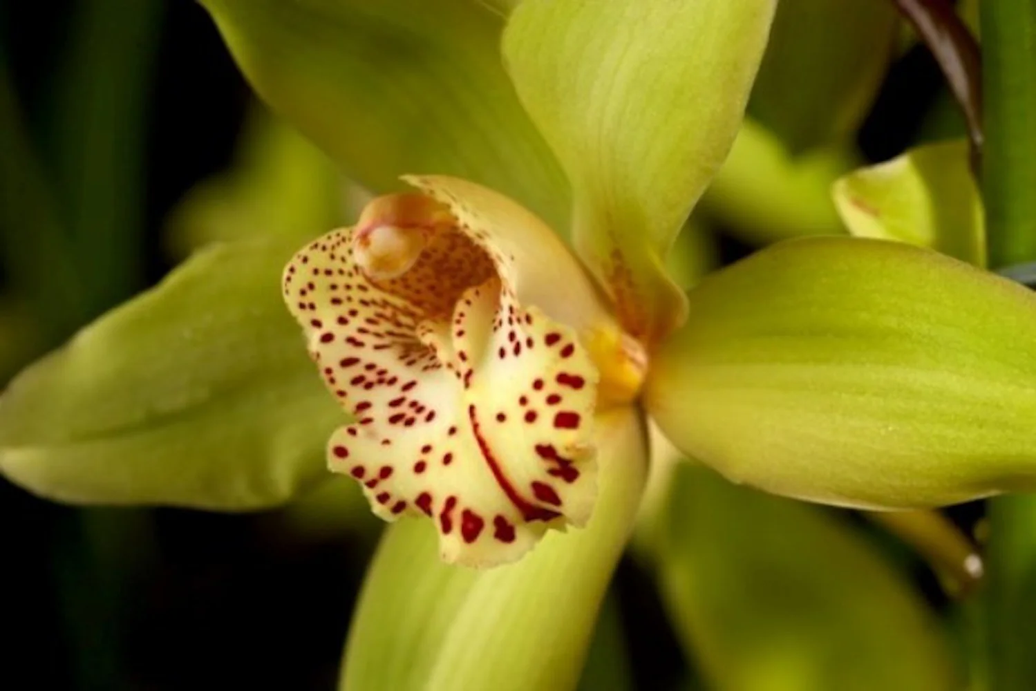 Orhidee Cymbidium 'Baltic Honey Bonny’