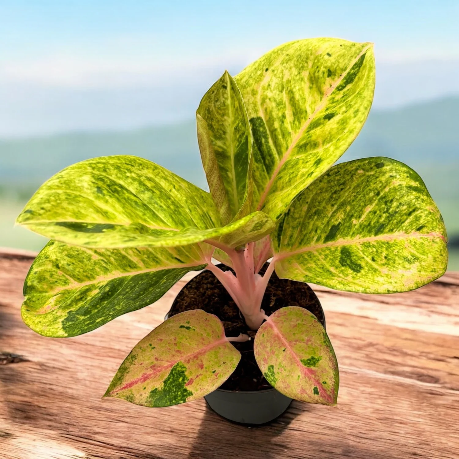Aglaonema 'Apple Fantasy’ – frunzis colorat si eleganta tropicala