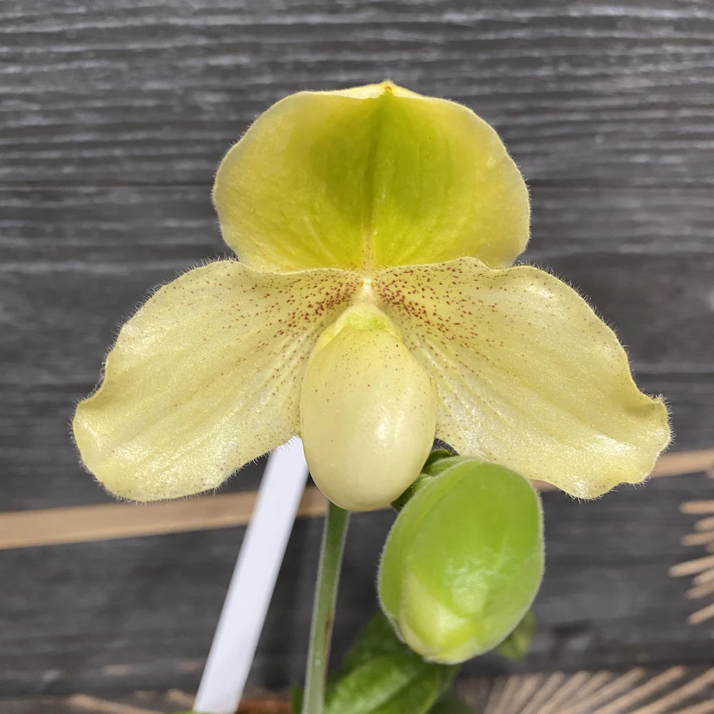 Paphiopedilum chamberlainianum „kaline” x Godefroyae var. leucochilum *secvential/multiflower